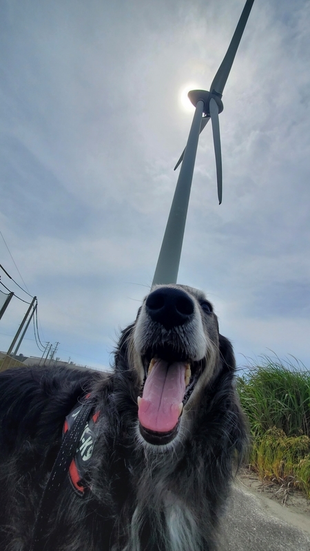 巨大風車と大型犬