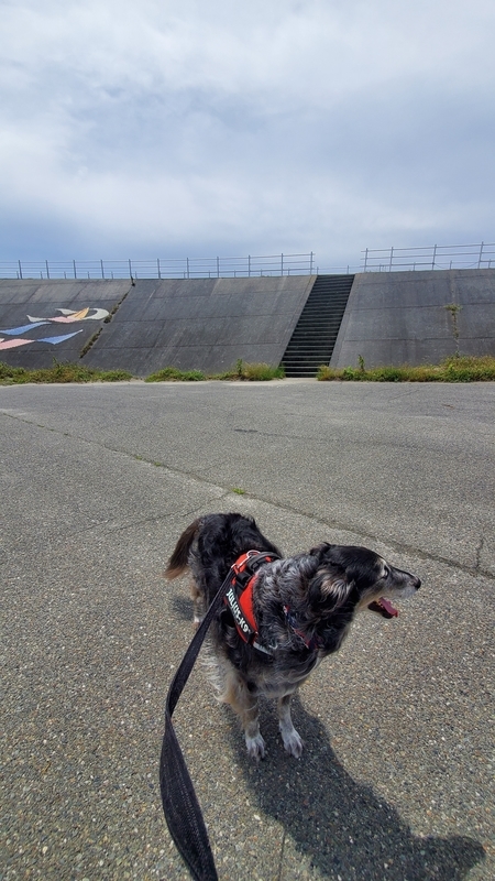 潮騒橋のたもとをお散歩する大型犬