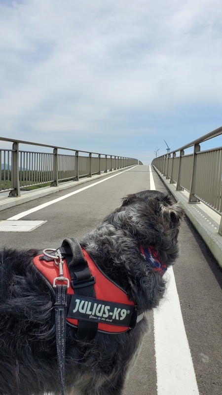 潮騒橋をお散歩する大型犬