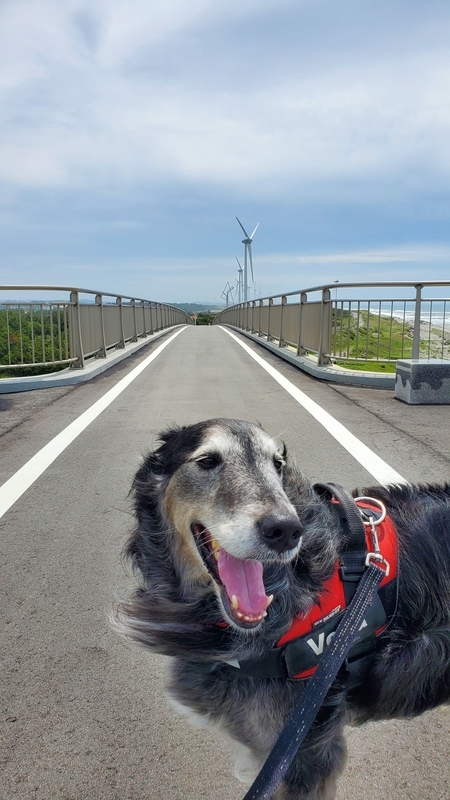 潮騒橋をお散歩する笑顔の大型犬