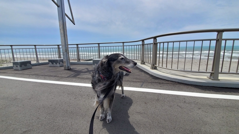 潮騒橋で遠州灘をバックに海風を感じる大型犬