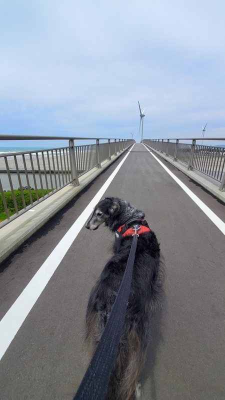 潮騒橋をお散歩する大型犬