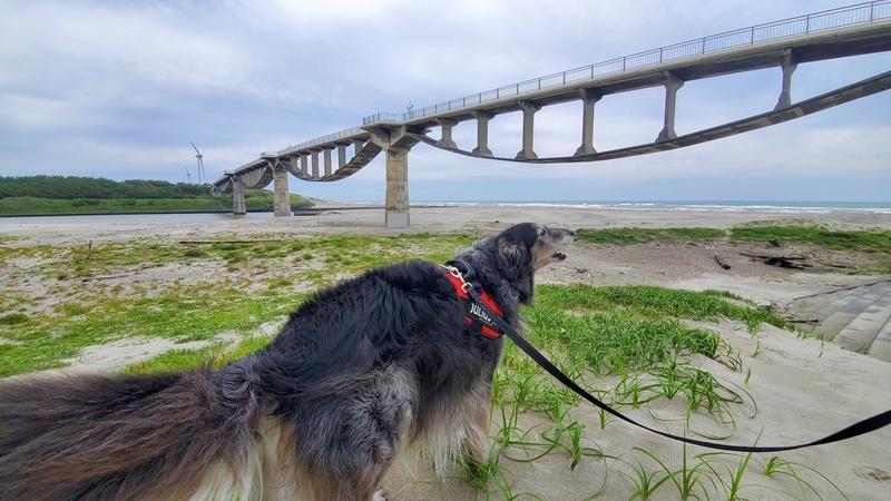 潮騒橋をみて吠える大型犬