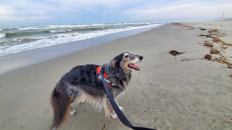 遠州灘の波打ち際をお散歩する大型犬
