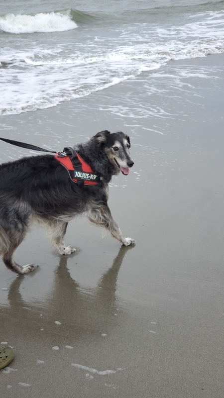 遠州灘の波打ち際をお散歩する大型犬