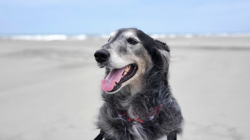 遠州灘をバックに笑顔の大型犬