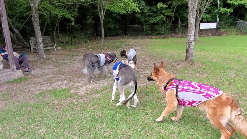 ドッグランで遊ぶ大型犬
