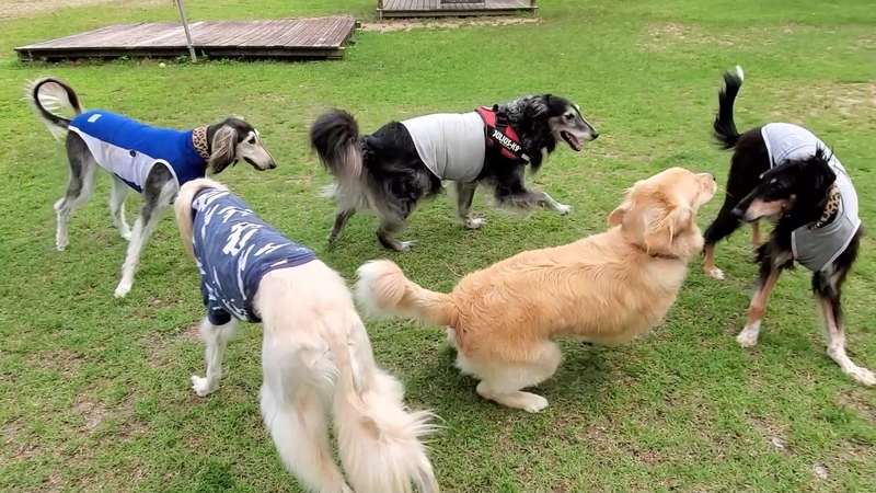 ドッグランで遊ぶ大型犬たち