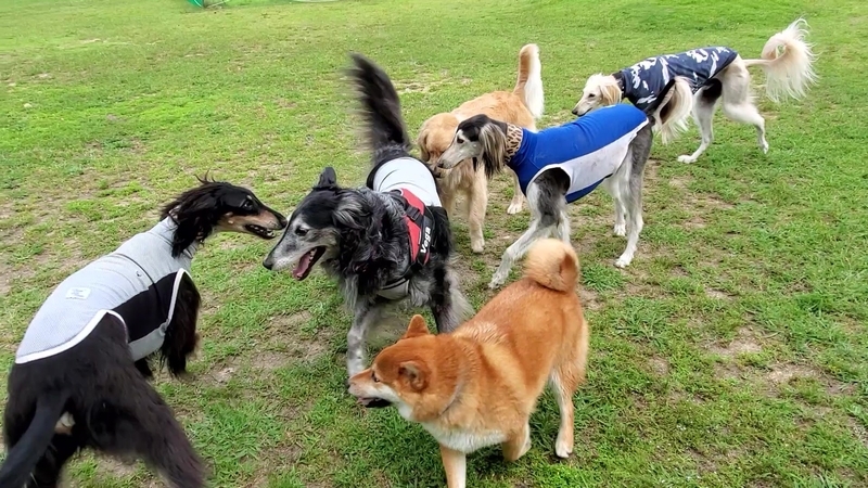 ドッグランで遊ぶ大型犬たち