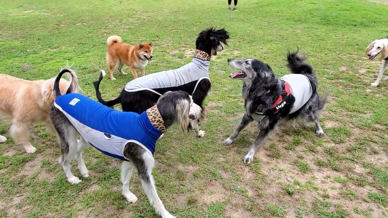 ドッグランで遊ぶ大型犬たち