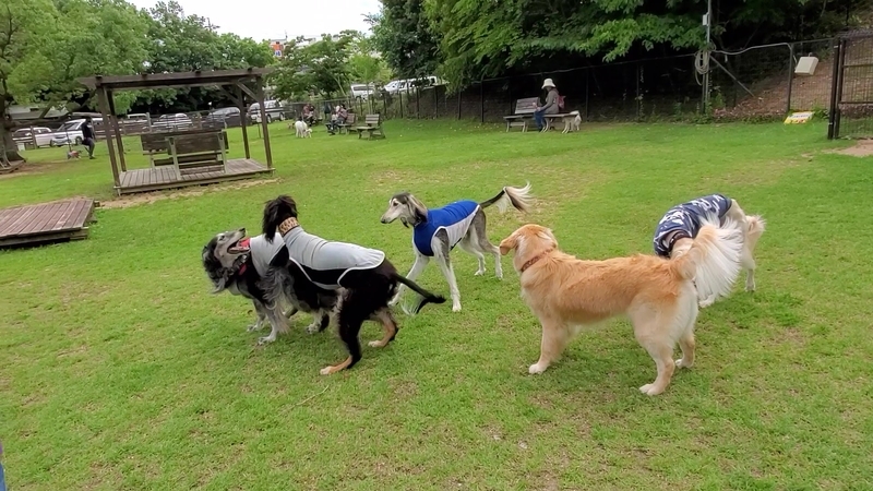 ドッグランで遊ぶ大型犬たち