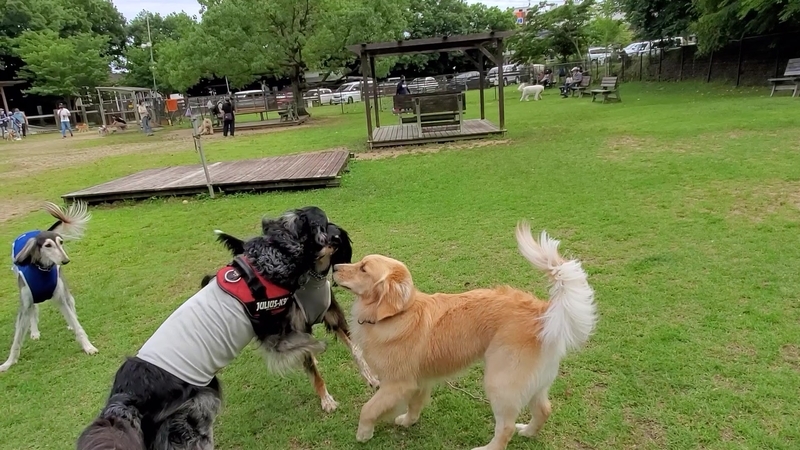 ドッグランでワンプロする大型犬