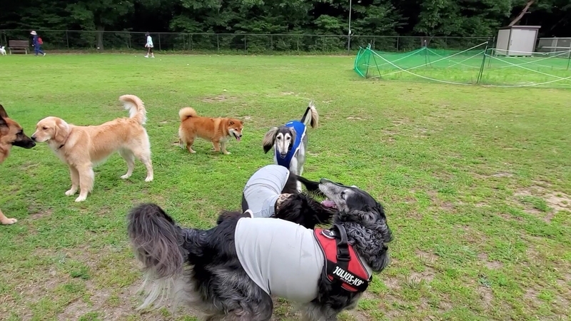 ドッグランでワンプロする大型犬