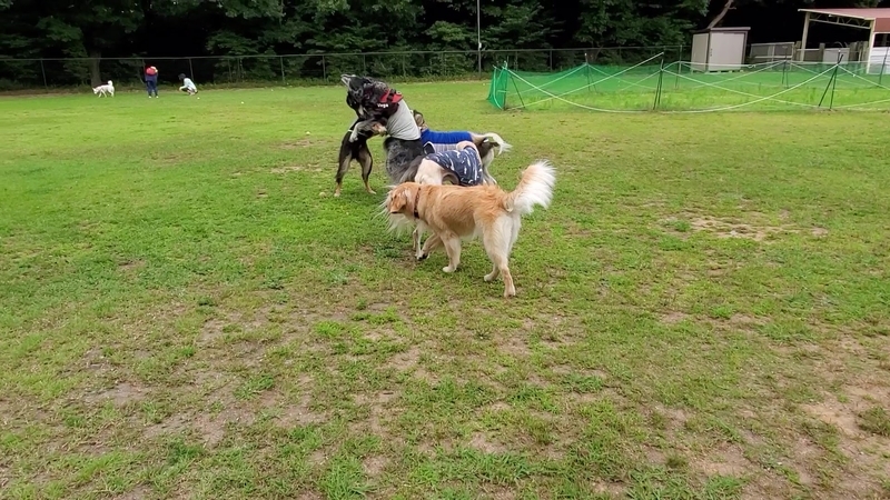 ドッグランでワンプロする大型犬