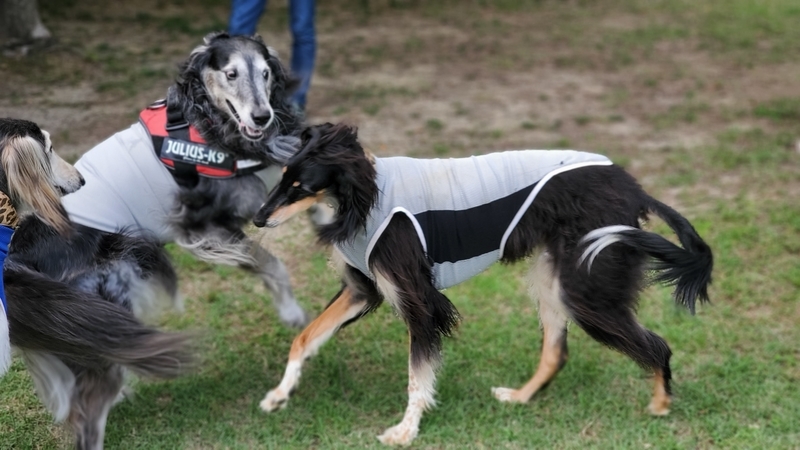 ドッグランでワンプロする大型犬
