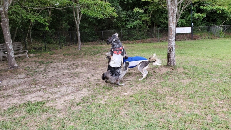 ドッグランでワンプロする大型犬