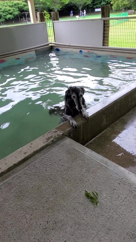 プールで助けを求める大型犬