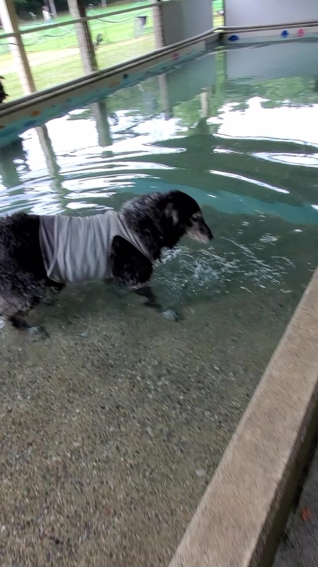 プールで遊ぶ大型犬