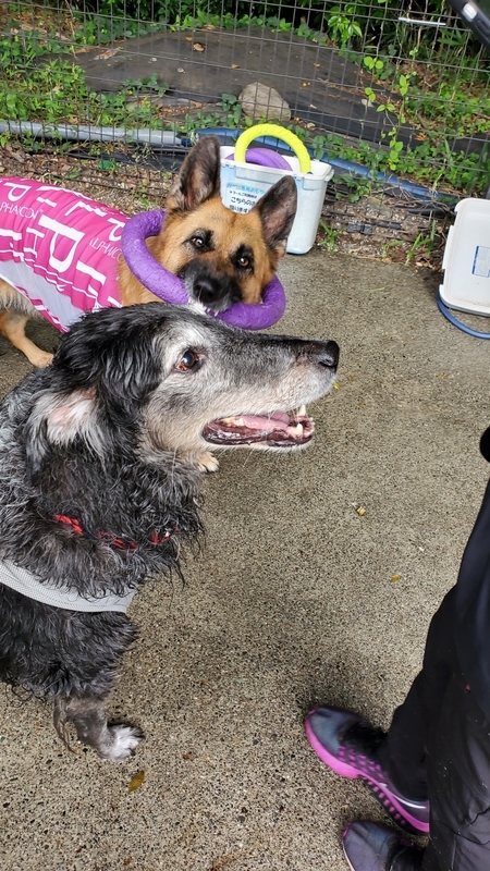 プールで遊んでご満悦の大型犬たち