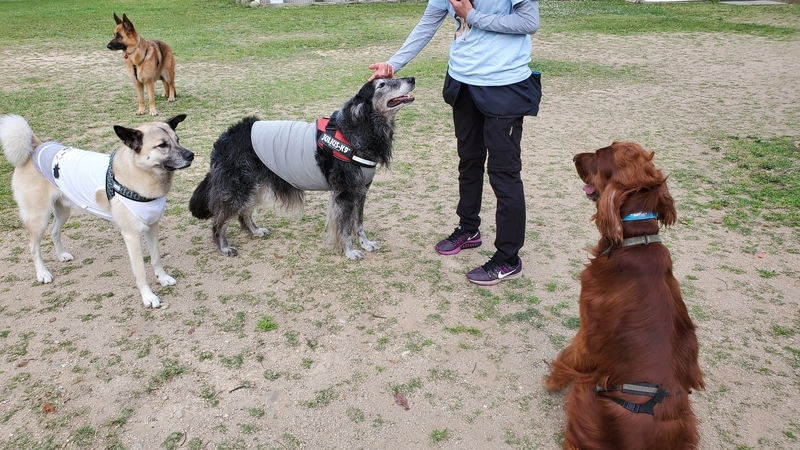 ドッグランで遊ぶ大型犬たち