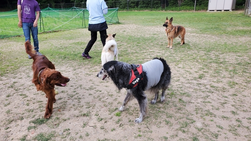 ドッグランで遊ぶ大型犬たち