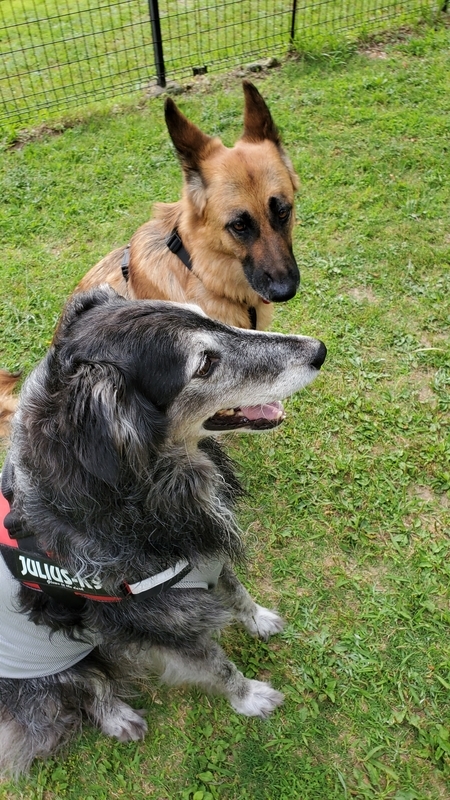 仲良く並んでお座りする大型犬たち