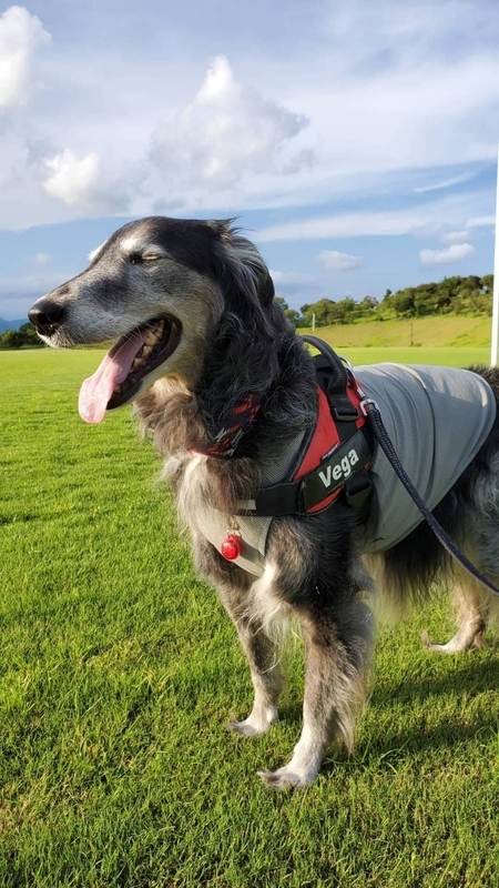 芝生の上で気持ち良さそうに目を閉じる大型犬