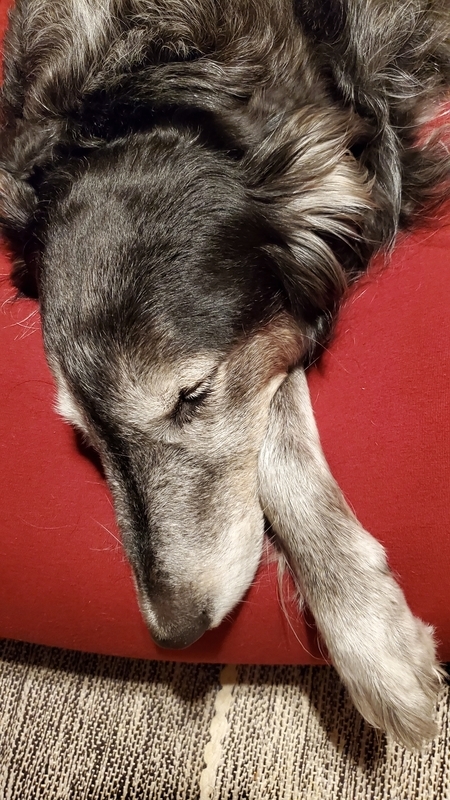 ヨギボーで眠る大型犬