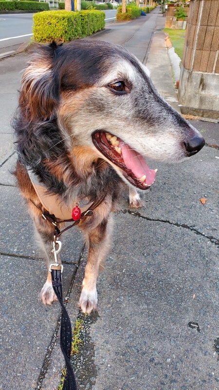 お散歩中に良い笑顔を見せる大型犬