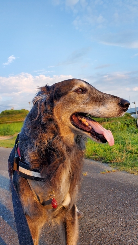 朝日を浴びて良い笑顔の大型犬