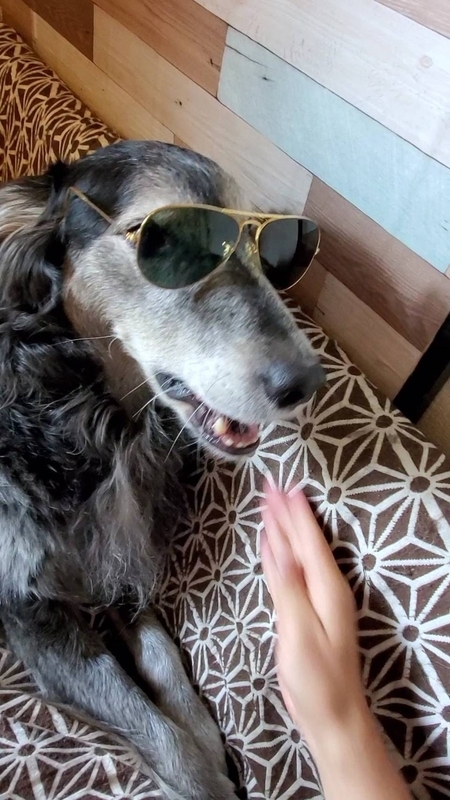 レイバンのサングラスをかける大型犬