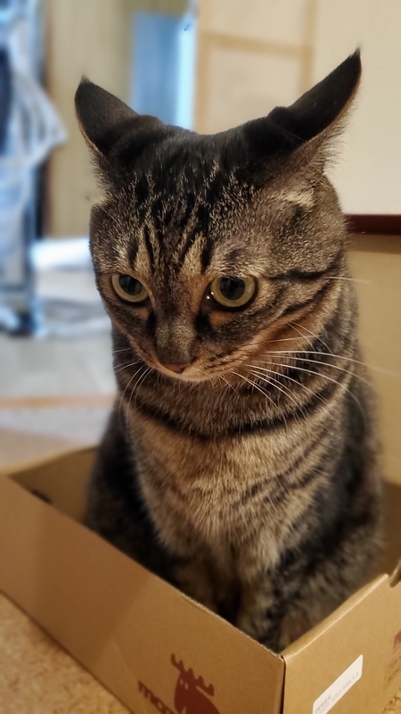 靴の空き箱でイカ耳のキジトラ猫