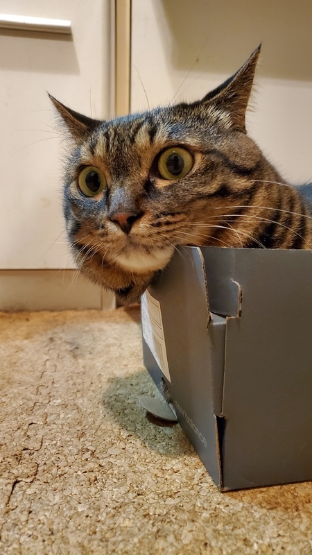 空き箱に顎を乗せてタプンとなっているかわいいキジトラ猫