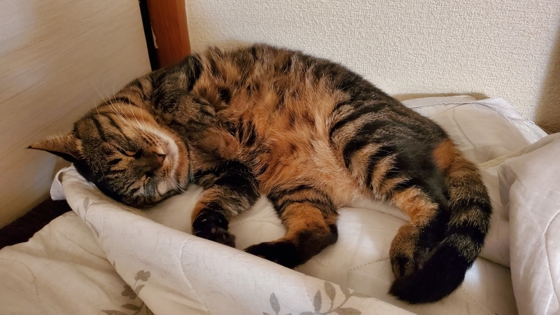無防備なカワイイ寝姿を見せるキジトラ猫