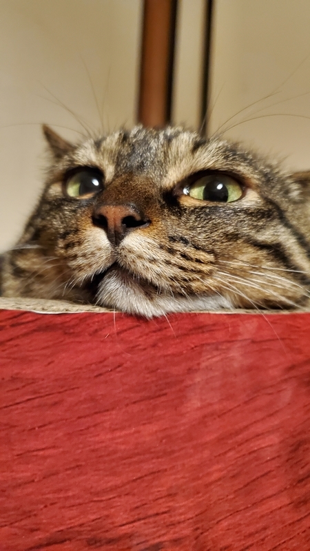 あご乗せしたら上から目線になったかわいいキジトラ猫