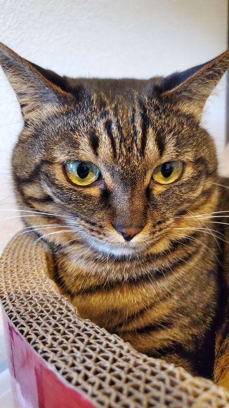 ガリガリサークルでくつろぐキジトラ猫
