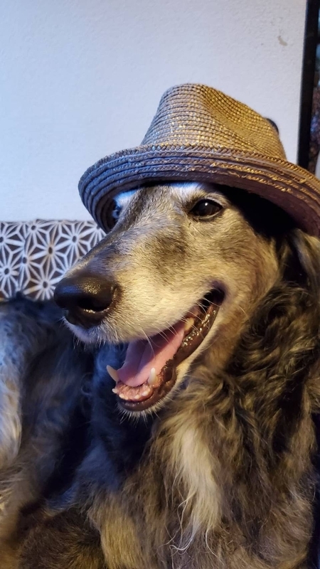 ハットをかぶったイケメンの大型犬