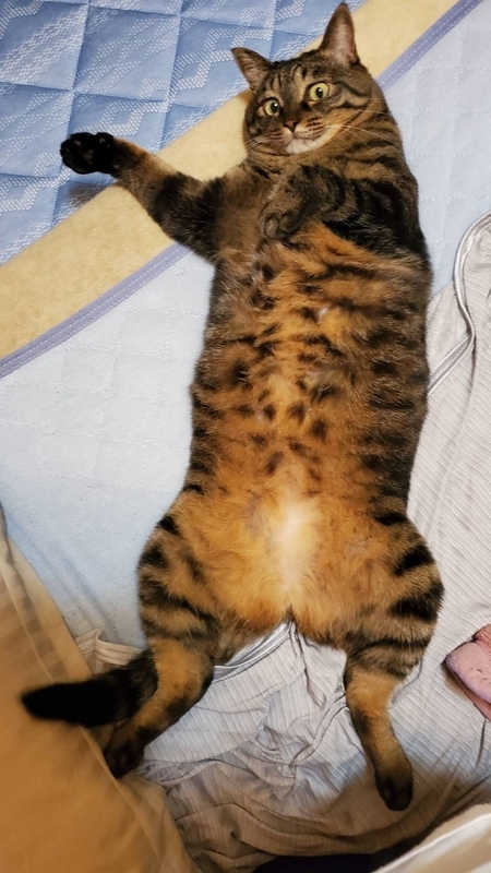お腹丸出しのかわいすぎるキジトラ猫