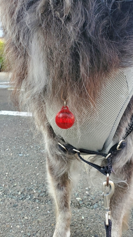 フリーブロッカーペンダントネオを装着している大型犬