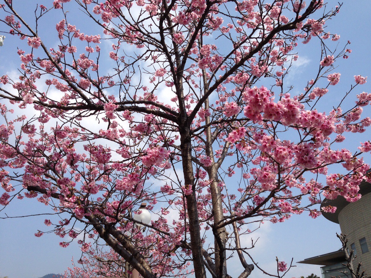 寒緋桜 早咲きの濃いピンク色の桜が咲き始めました そして静寂が好き 寒緋桜 早咲きの濃いピンク色の桜が咲き始めました そして静寂が好き