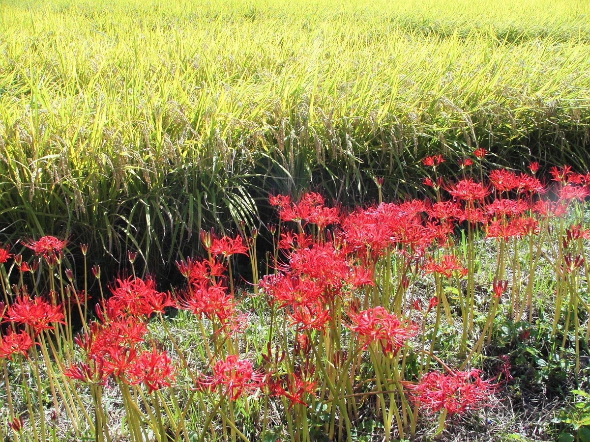 真っ赤な彼岸花 曼珠沙華 と黄色い稲穂に日本の秋を感じる 山口県より そして静寂が好き