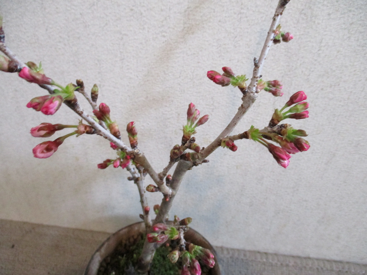 f:id:nitinitikorekouniti:20210321152728j:plain