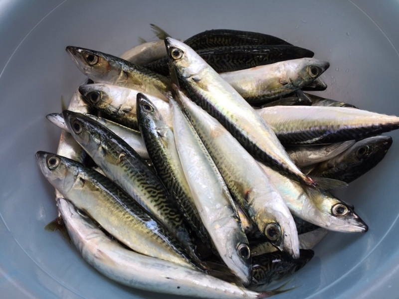 f:id:nitolon:20160923175327j:plain