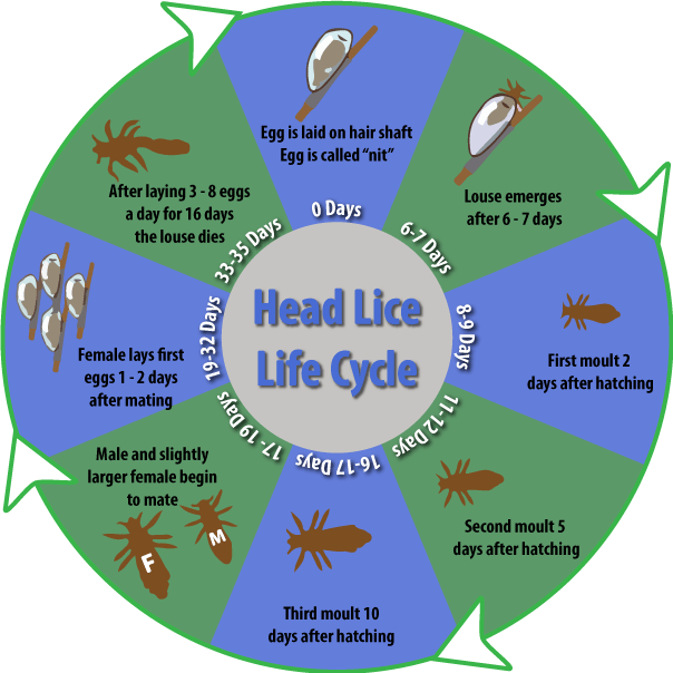 Know About the Life Cycle of Head Lice Nitpixies