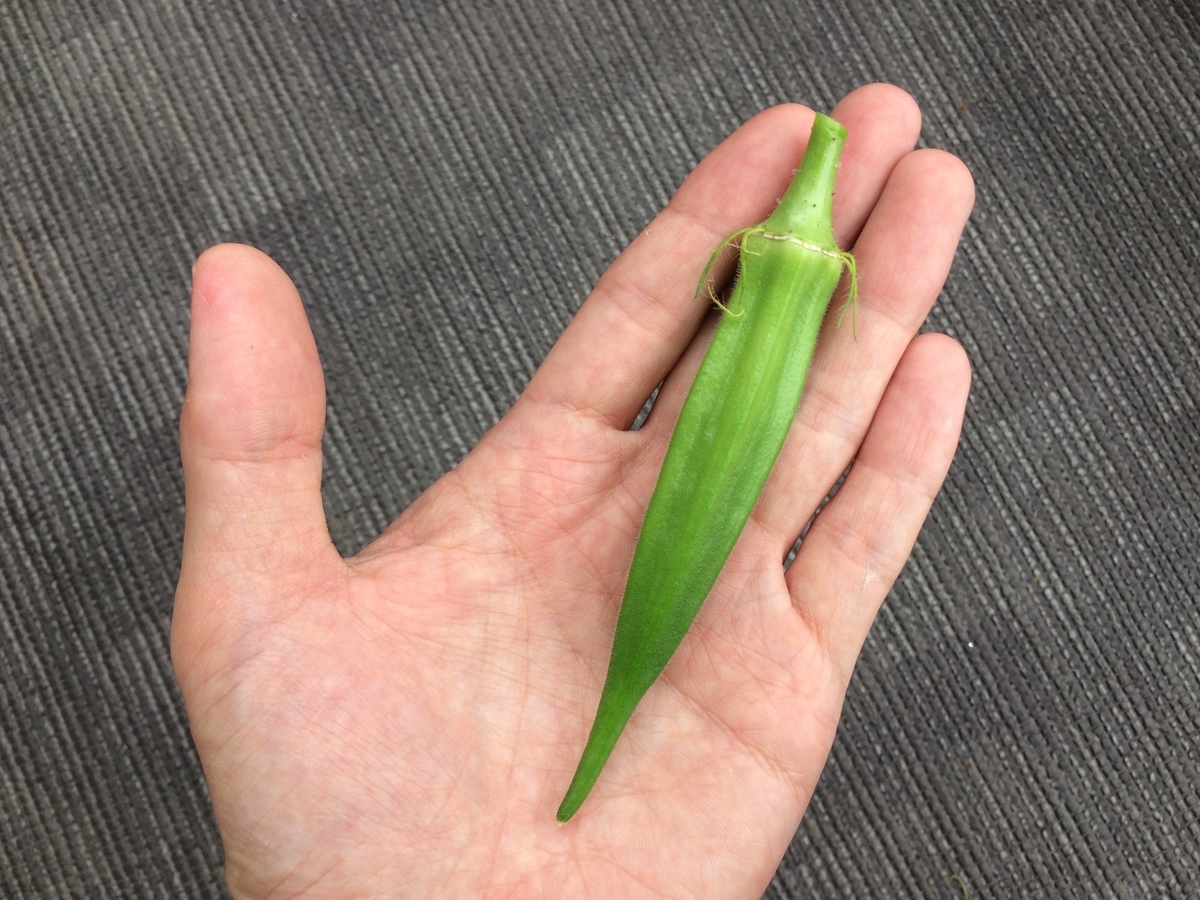 f:id:nitto-chan:20190709081844j:plain f:id:nitto-chan:20190709081844j:plain