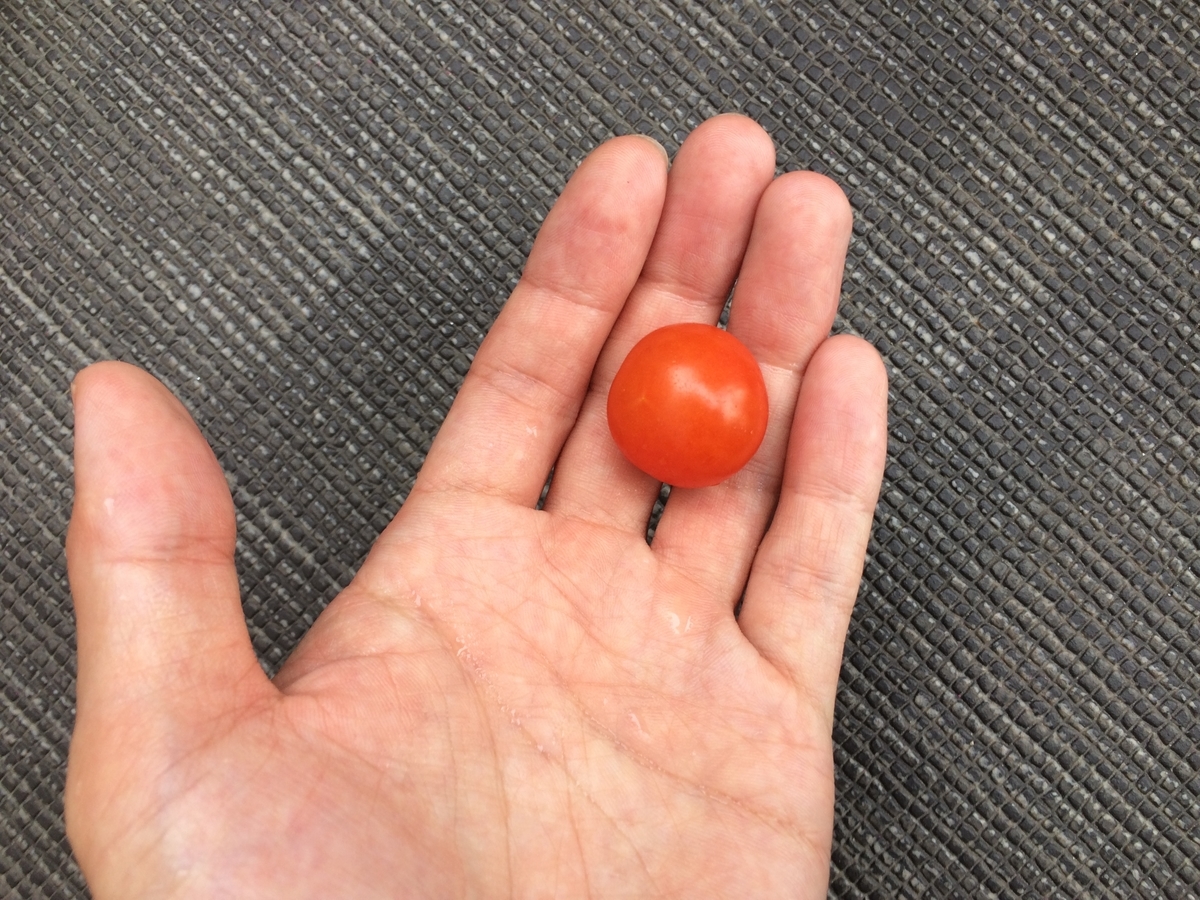 f:id:nitto-chan:20190710101531j:plain f:id:nitto-chan:20190710101531j:plain