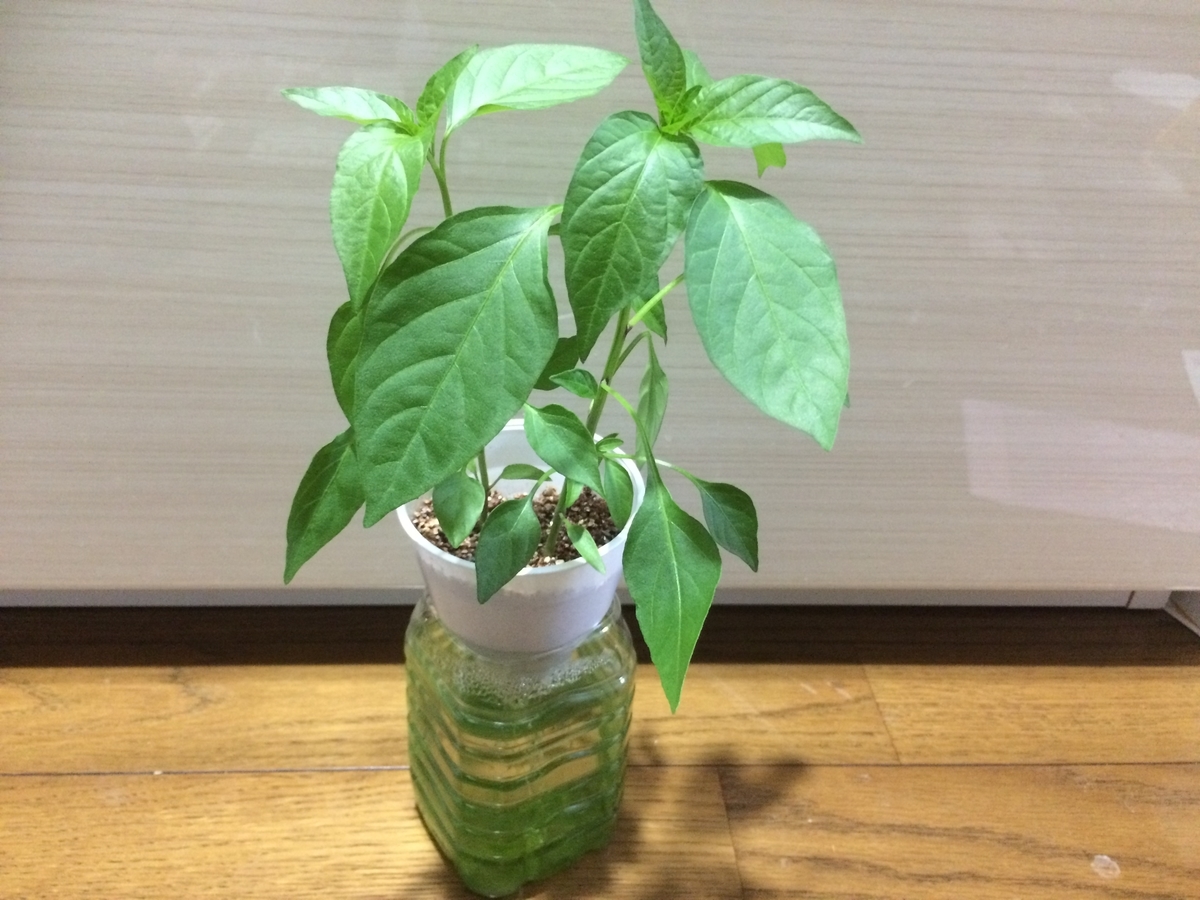 f:id:nitto-chan:20190718102935j:plain f:id:nitto-chan:20190718102935j:plain