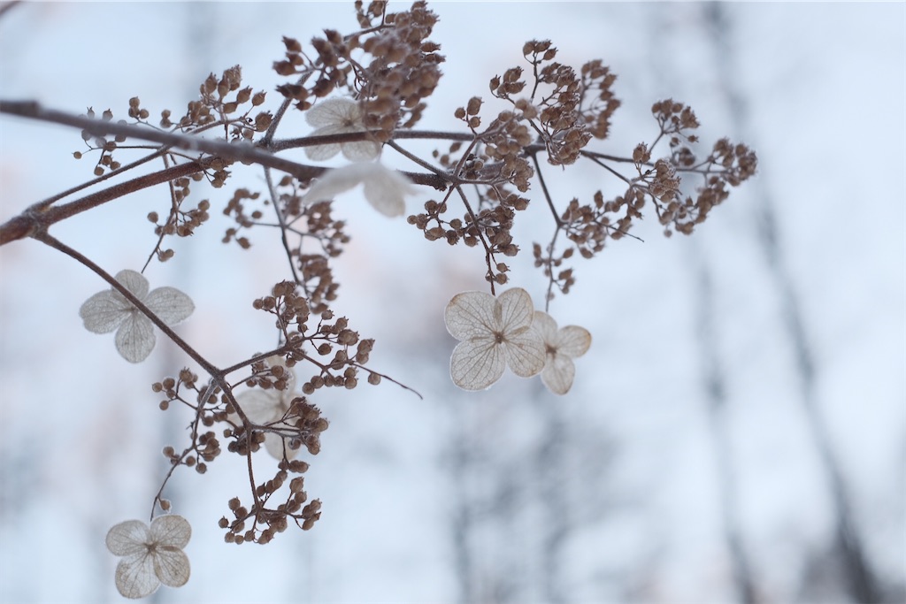 f:id:niwacamp:20200309145928j:image
