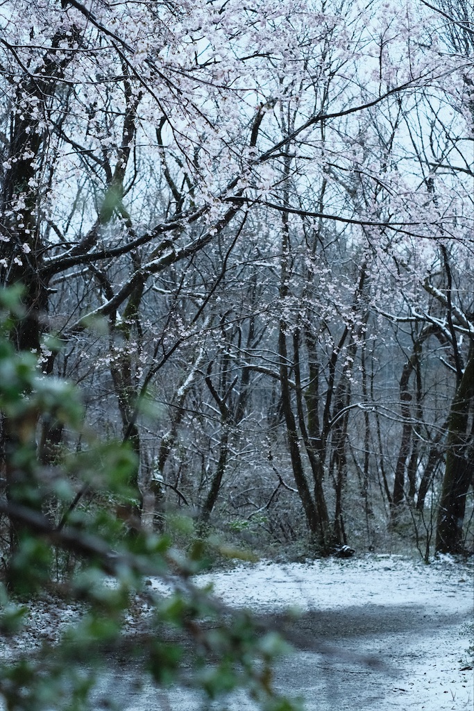 f:id:niwacamp:20200329225233j:image
