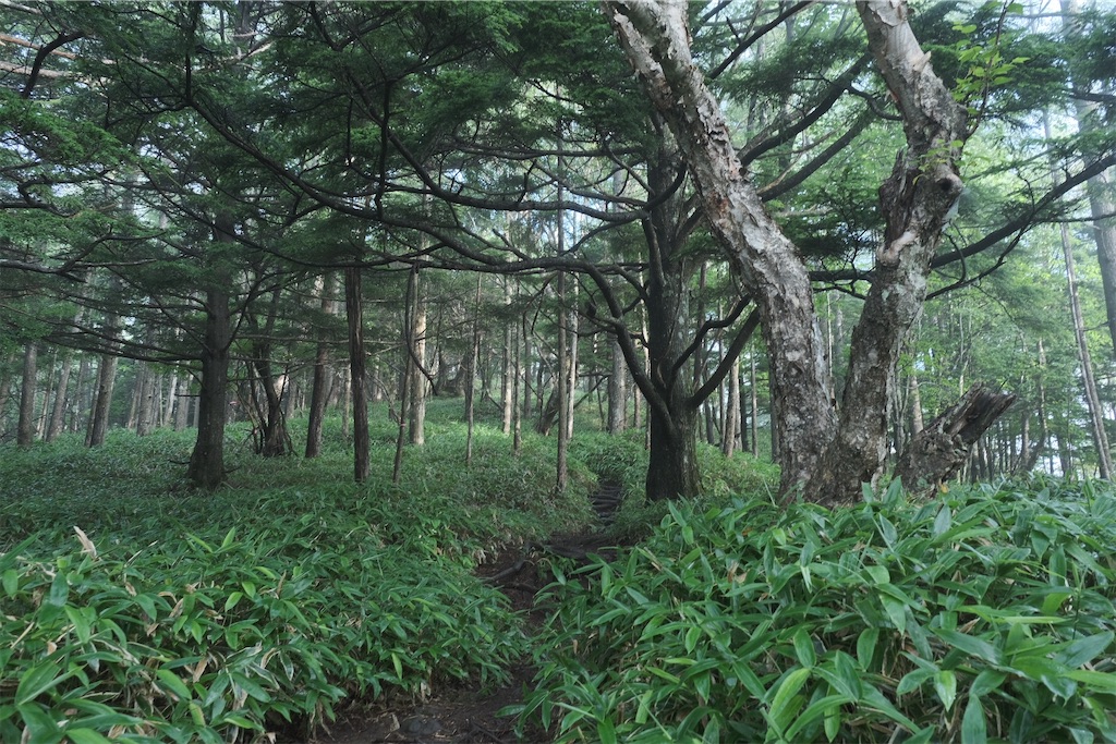 f:id:niwacamp:20200804084059j:image
